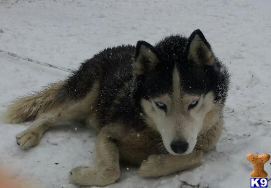 Stud Dogs - Siberian Husky